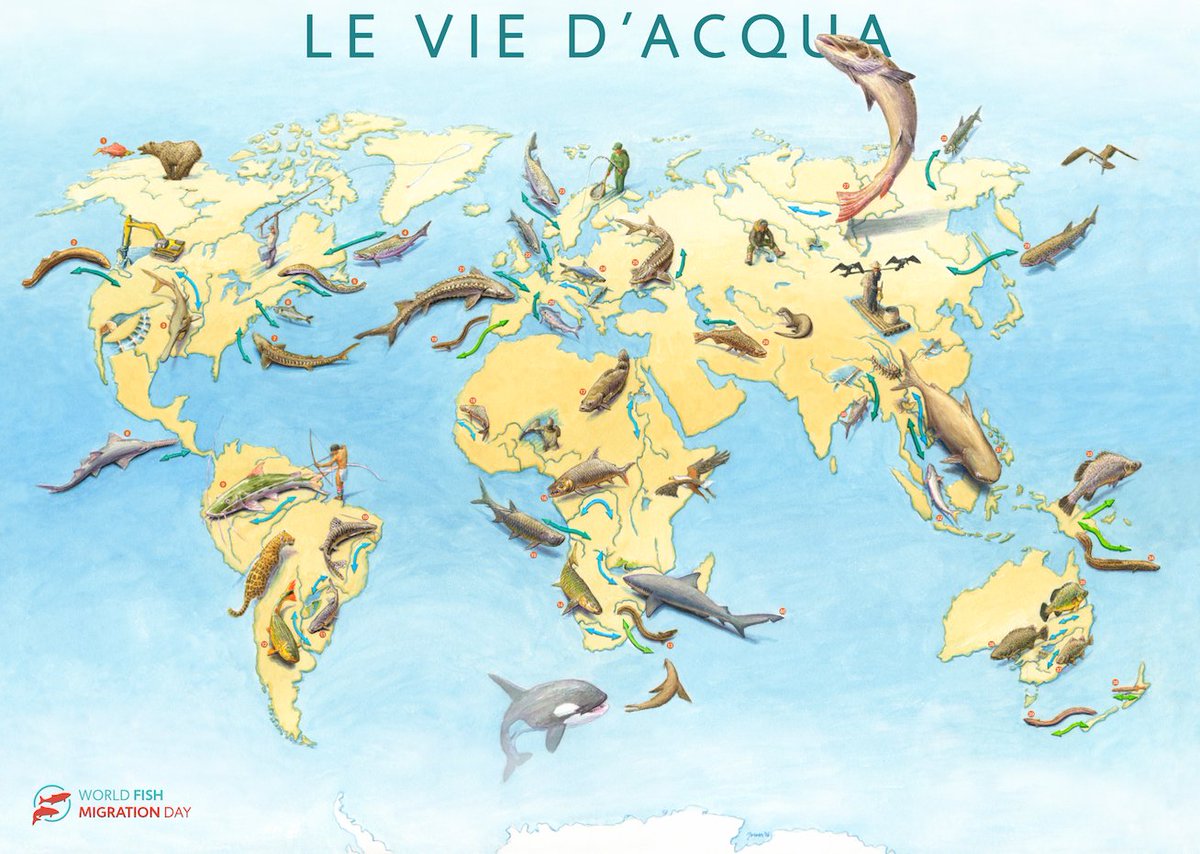 fishmigration's tweet photo. Happy #worldriversday 🏞🙌
The first global fish migration poster featuring #migratoryfish and their swimming routes! 
The Italian version is ready 🇮🇹 Download the PDF (5 other languages available 🇬🇧🇳🇱🇹🇷🇩🇪🇪🇸) 
https://t.co/N51KoJc5HS

#worldfishmigrationday #globalswimways https://t.co/lkS8GVmLjl