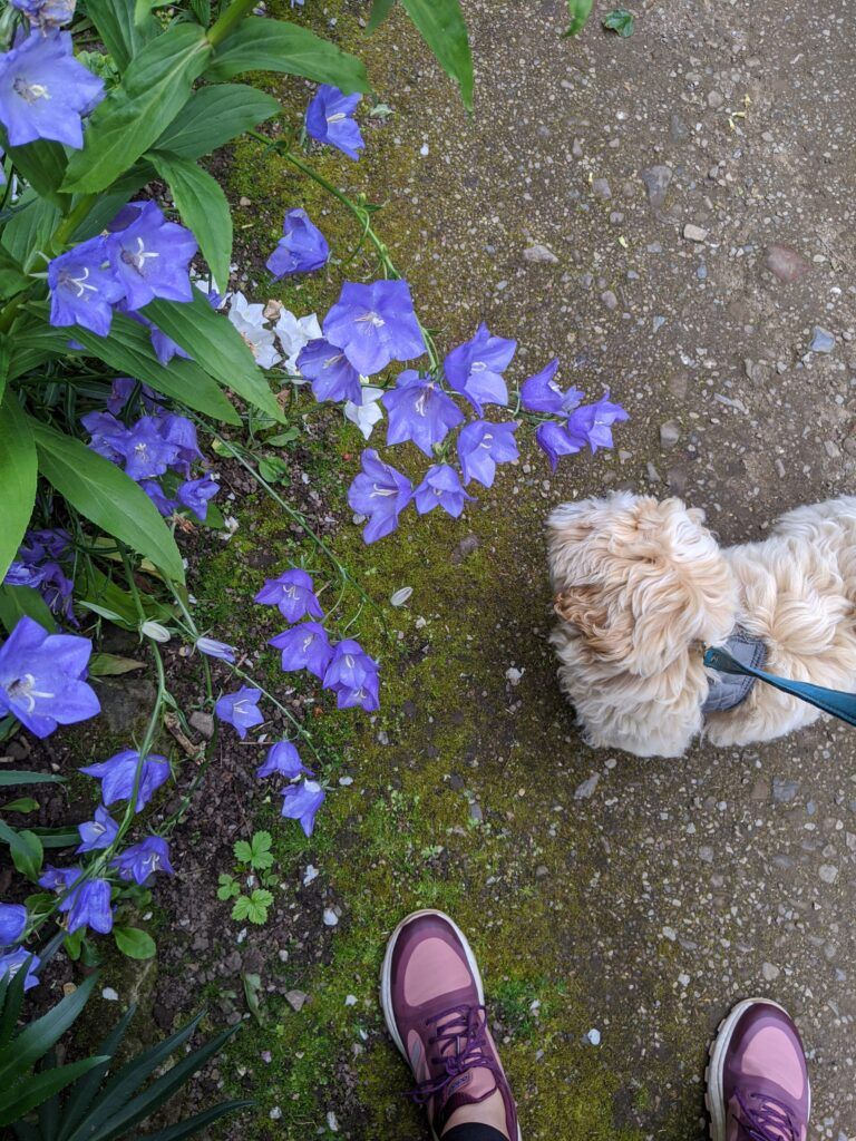 National Trust Wallington, Northumberland  Dog Friendly Fun buff.ly/33UBOG6 #dogfriendlyfun #northeastdogwalks #nationaltrust #nationaltrustne #dogfriendlynortheast #neblogger #neblog #nefollowers