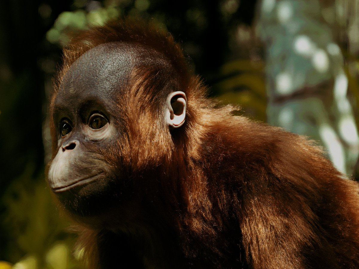 TheRookiesCO's tweet photo. Member Level: ROOKIE - Boro-the Orangutan by Preetham Raj R from @Gnomon_School of Visual Effects - https://t.co/dDT00giVjJ
.
#AutodeskMaya #Zbrush #FoundryMARI #vray #Nukex #Speedtree #xgencore #vraynext #3d #3dart #3dartist #artist #art #conceptart https://t.co/1rpNyNSgOK