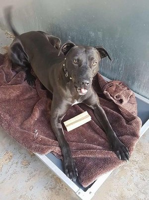 Please retweet to help Frankie find a home #Sheffield #Rotherham FOSTER OR ADOPT

Been in the SHELTER FOR 2 YEARS, aged 7, lovable and clever, adult home maybe ok to live with another dog not cats, loves walks PLEASE SHARE TO HELP
radarrescue.org/fabulous-frank…

#DOGS #uk #PETS #sunday