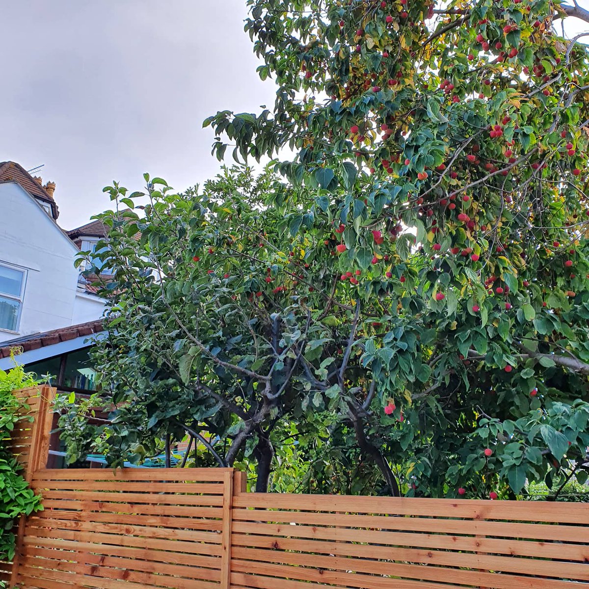 secretgardenweb's tweet photo. Beautiful #cornuskousa over the #timberscreen we put up in this garden 🍓🌸

I love the flowers on these trees. The fruits are non edible but lovely all the same...

#planttrees #growtrees #lovetrees #treesarelife #cornus #gardendesign #gardenfence https://t.co/5JnhyNJyyY