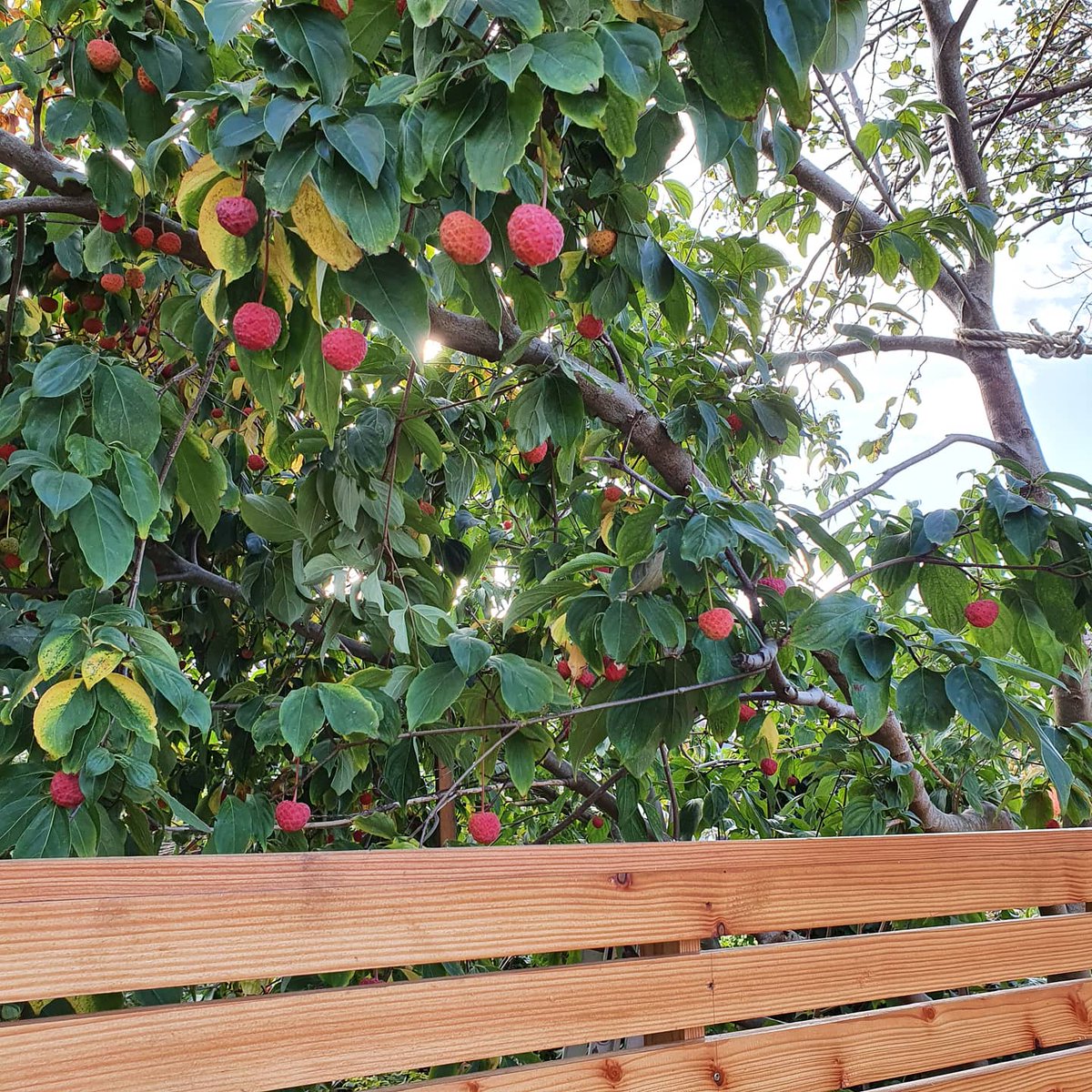 secretgardenweb's tweet photo. Beautiful #cornuskousa over the #timberscreen we put up in this garden 🍓🌸

I love the flowers on these trees. The fruits are non edible but lovely all the same...

#planttrees #growtrees #lovetrees #treesarelife #cornus #gardendesign #gardenfence https://t.co/5JnhyNJyyY