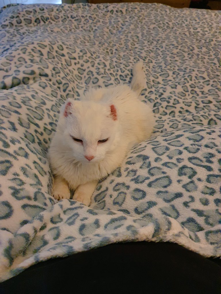 MsEmJam's tweet photo. He's having his morning snuggles on our #RubyCats old blanket #TheEarlessOne https://t.co/lROG3HrTJb