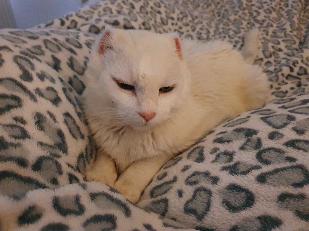 MsEmJam's tweet photo. He's having his morning snuggles on our #RubyCats old blanket #TheEarlessOne https://t.co/lROG3HrTJb
