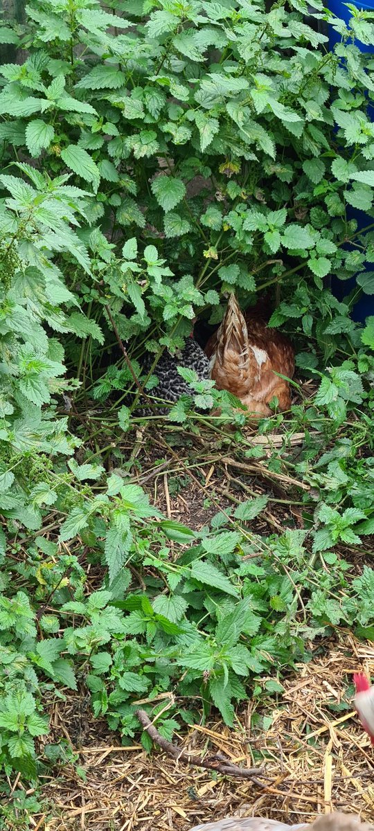 LiamPR87's tweet photo. Form an orderly queue... nah I don't think so #BudgeUp #ChickenTweets https://t.co/wTIoPI35hS