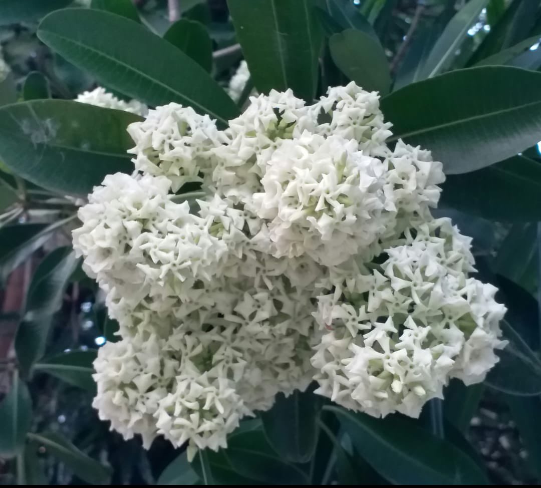 ArchnaJSingh's tweet image. May God grant eternal peace to Shri Jaswant Singh ji. An epitome of grace, courage and wisdom.