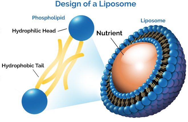  https://en.wikipedia.org/wiki/Liquid-crystal_polymer