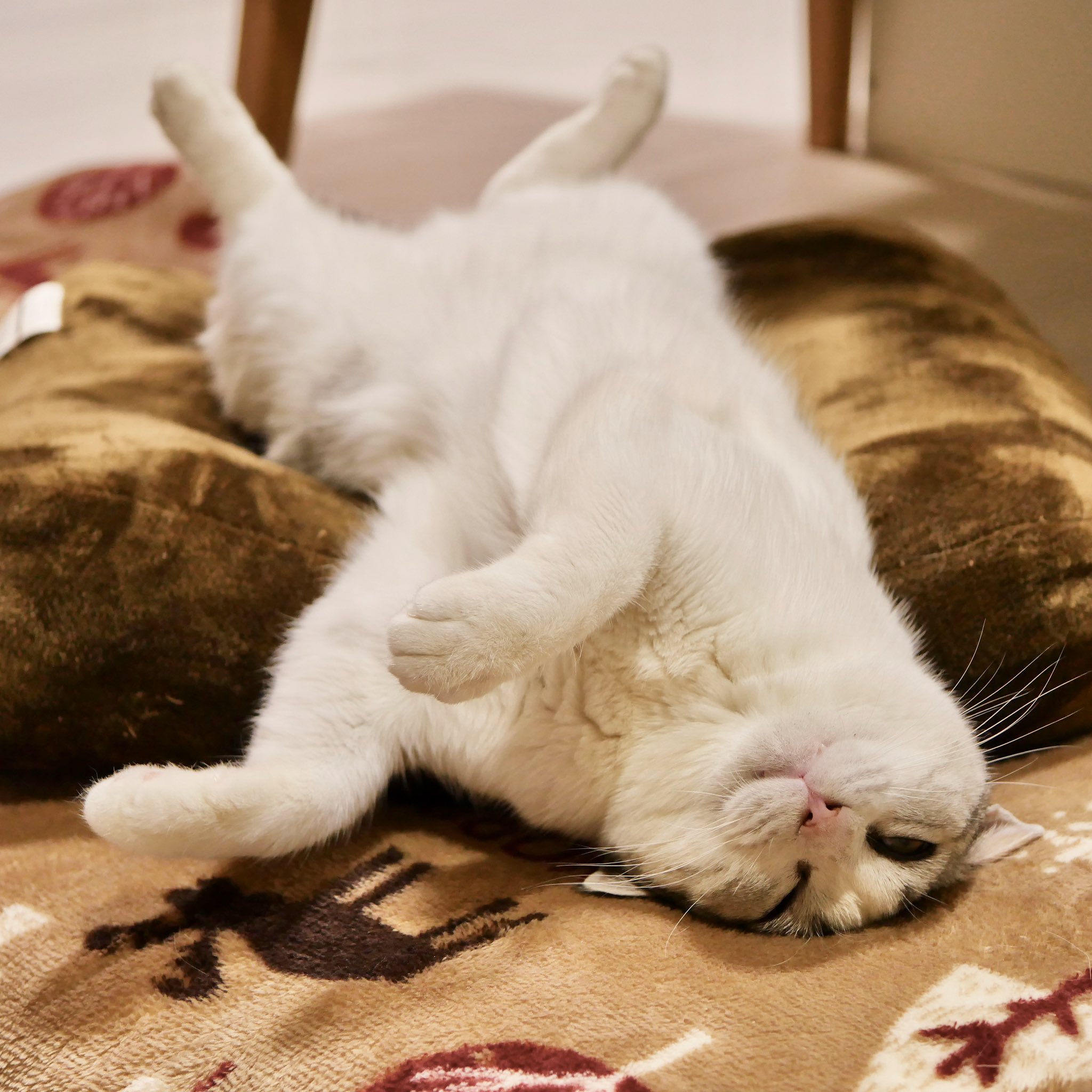 ねこ丸♡ページ くるねこ大和 | ヤルコト イッパイ アル #胡ねこ丸 #シマぞ #雉