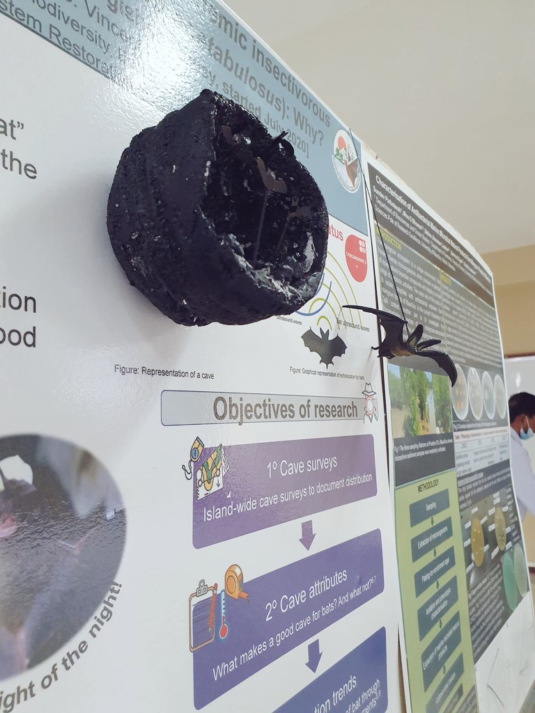 AshmiBiologist's tweet photo. Poster presentation for #ObservatoireDelEnvironnement organised by @University_MU, @Environment_MU.
Poster is more about research being undertaken rather than results (not yet in, given that project started only in July last).
@Tropical_IBEC @ERAIndianOcean @globalsouthbats https://t.co/PZwrLPypPJ