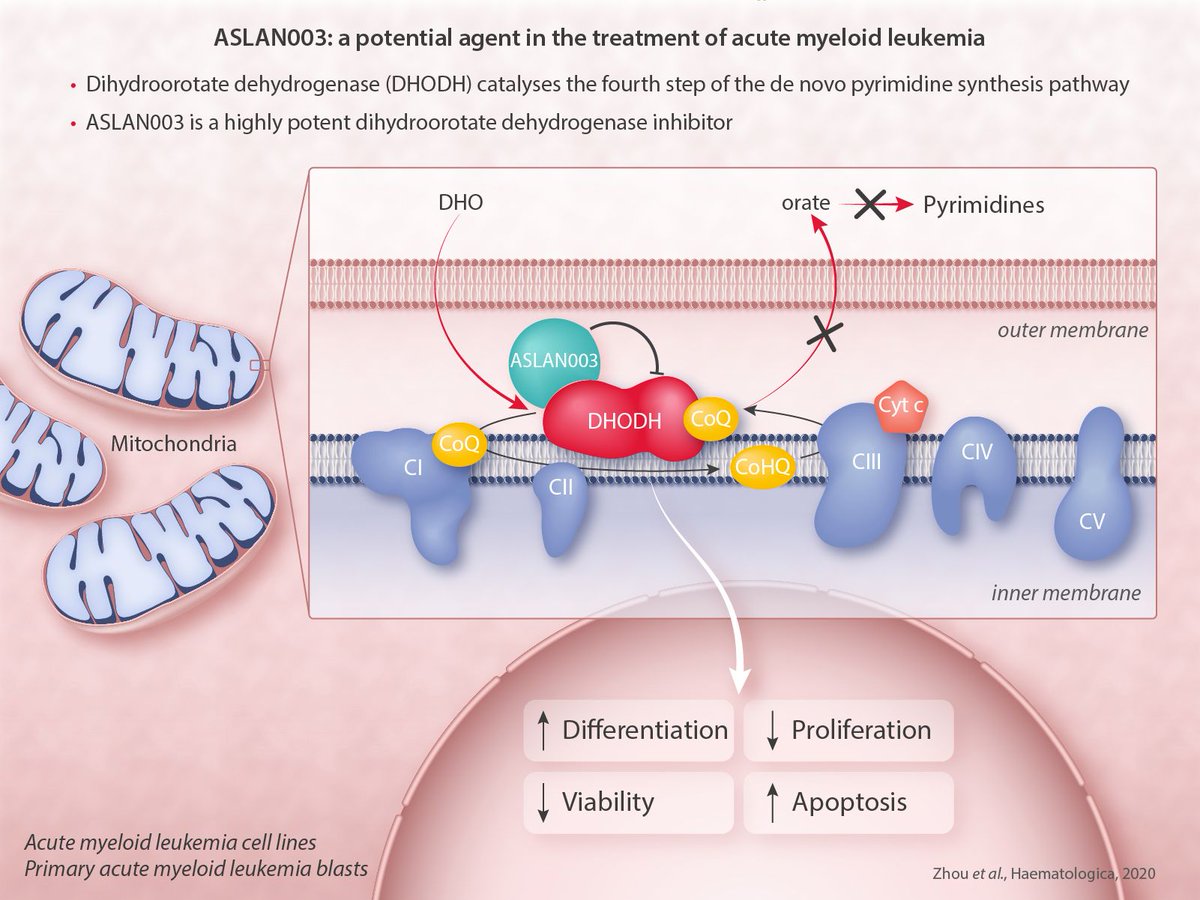 Haematologica's tweet photo. #ASLAN003 is an agent targeting dihydroorotate dehydrogenase with potential for use in the treatment of #AML.
https://t.co/PAzpQwq73J https://t.co/QPvOXXvoIS