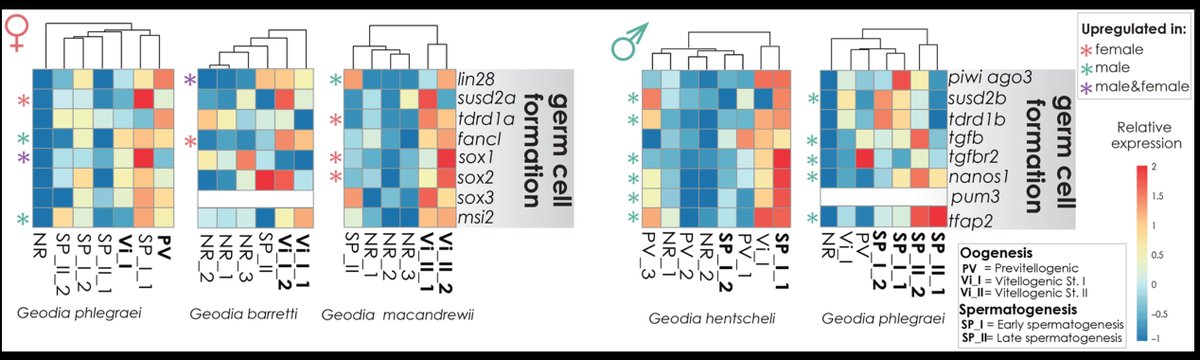 First thing we noticed is that males and females use slightly different germ cell pathways to trigger their cells to become gametes, with usual suspects nanos, pumilio and piwi having more of a role in  (3/n)