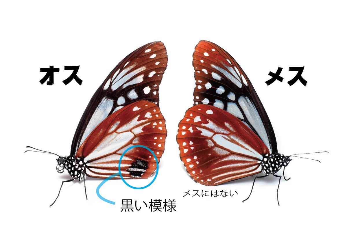 Seiichi Okuyama シーズンなのでアサギマダラを撮影 某人気アニメにも登場した美しい蝶 で 何千キロも渡りをする習性が知られています 雌雄の見分け方は簡単で 後ばねの裏面に黒い模様がある方がオスです Seiichi Okuyama シーズンなのでアサギマダラを撮影 某人気アニメにも登場した美しい蝶 で 何千キロも渡りをする習性が知られています 雌雄の見分け方は簡単で 後ばねの裏面に黒い模様がある方がオスです