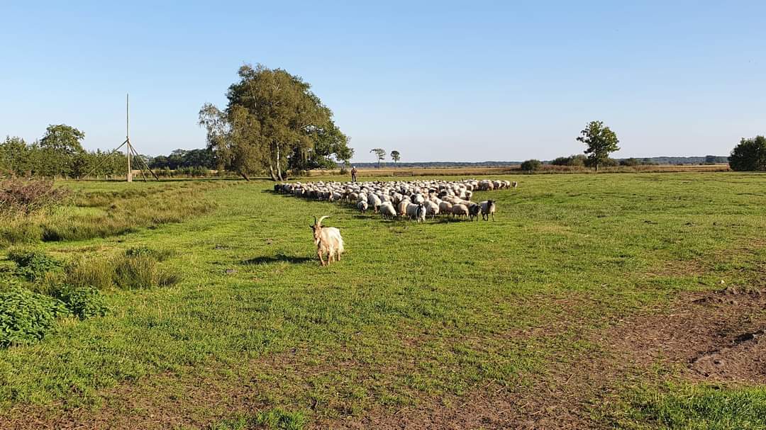 Dwingelderveld, uitzichtspunt Schapenkop, radiotelescoop en schaapskudde.