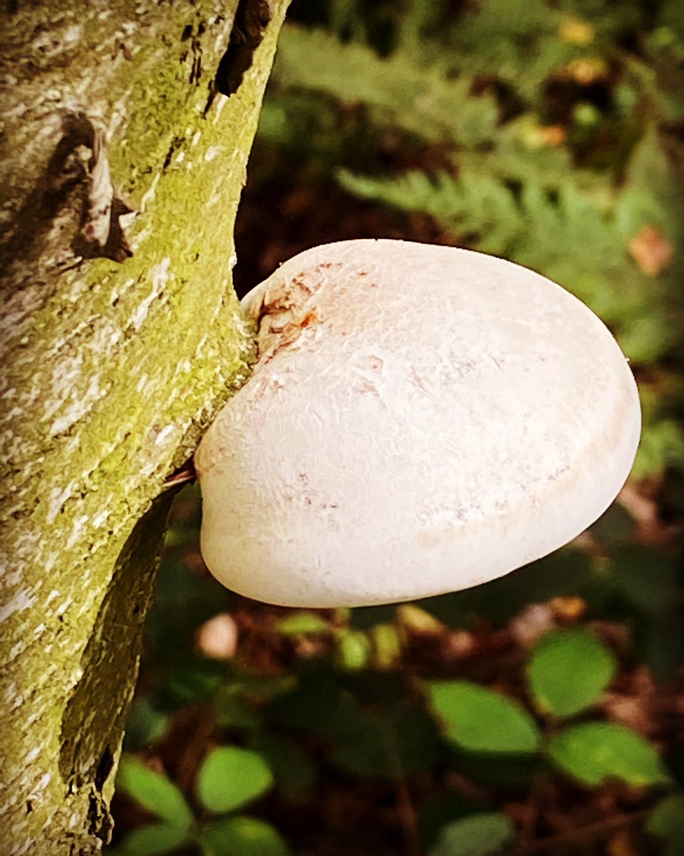 #mushrooms #mushroom #mushroomsofinstagram #fungi #fungus #fungusphotography #tree #trees #treesofinstagram #forest #forestphotography #instagood #instagram #mice #miceofinstagram #nature #naturephotography #photooftheday #photography #photo #countrylife #woods #instadaily