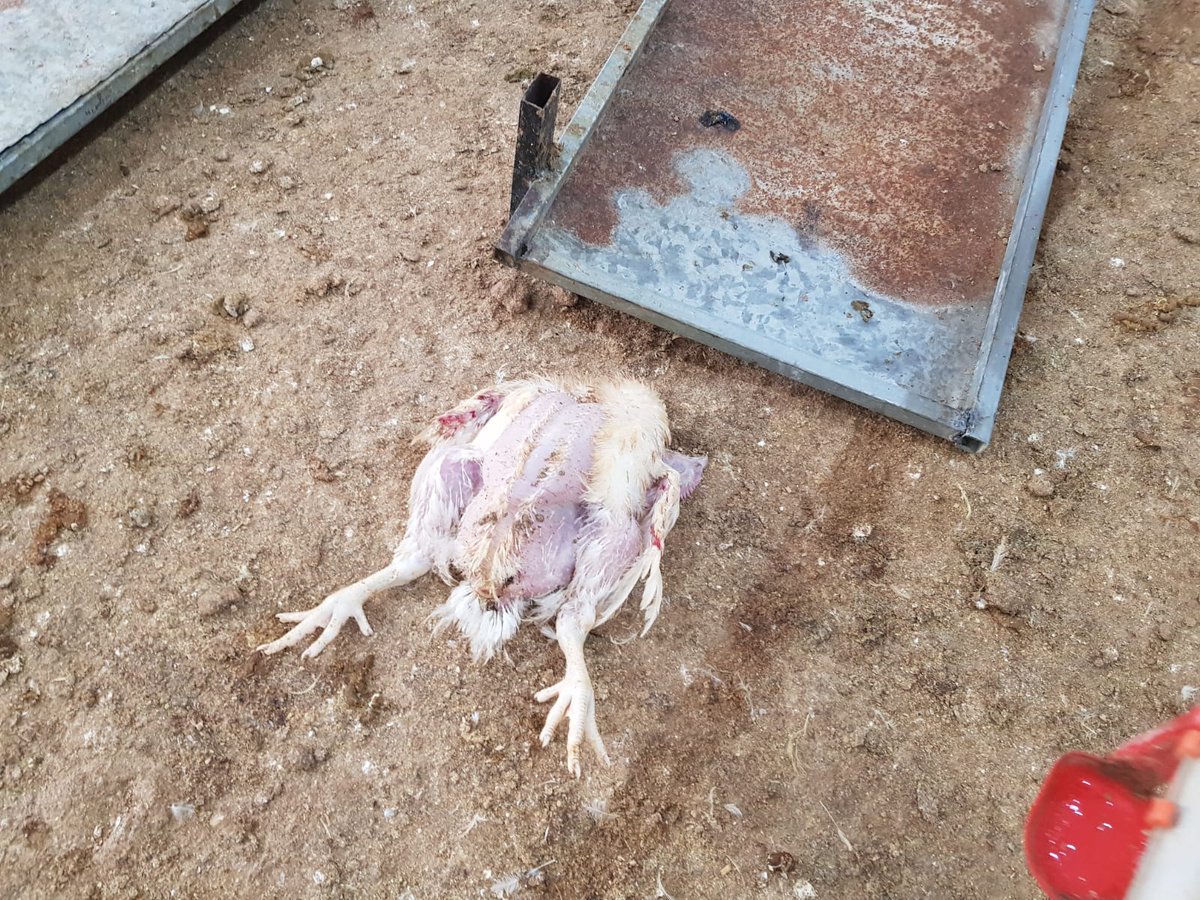 תיעוד: מתנחלים מתפרעים פורצים לתוך לול תרנגולים ופוגעים בהם, משליכים אבנים ופוגעים בטרקטור בכפר קוסרה. בהמשך לדיווח מאתמול (שבת) מצ"ב סרטונים ממצלמת האבטחה של אחד הלולים בכפר קוסרה, שבת 26.9.  https://twitter.com/lioramiha...