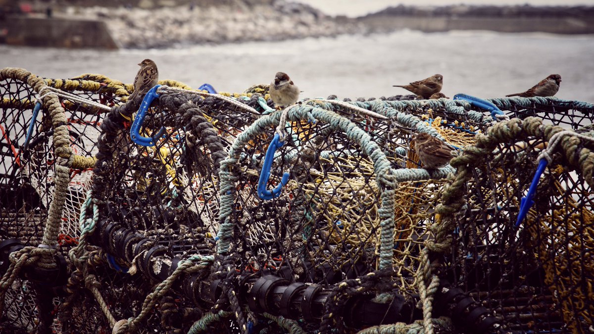 Baskets. #fishing #birds #seaside #photooftheday