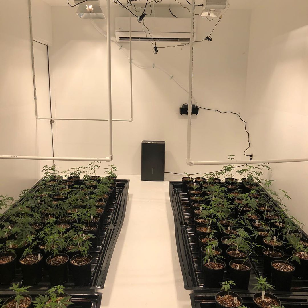 BizzSlomb's tweet photo. 5 week's old strain #alaskanthunderfuck #AOSComebackParty  #smoke #WeedLovers #Sales #funtimes #StupidityIn4Words https://t.co/4DNE7N3xtt