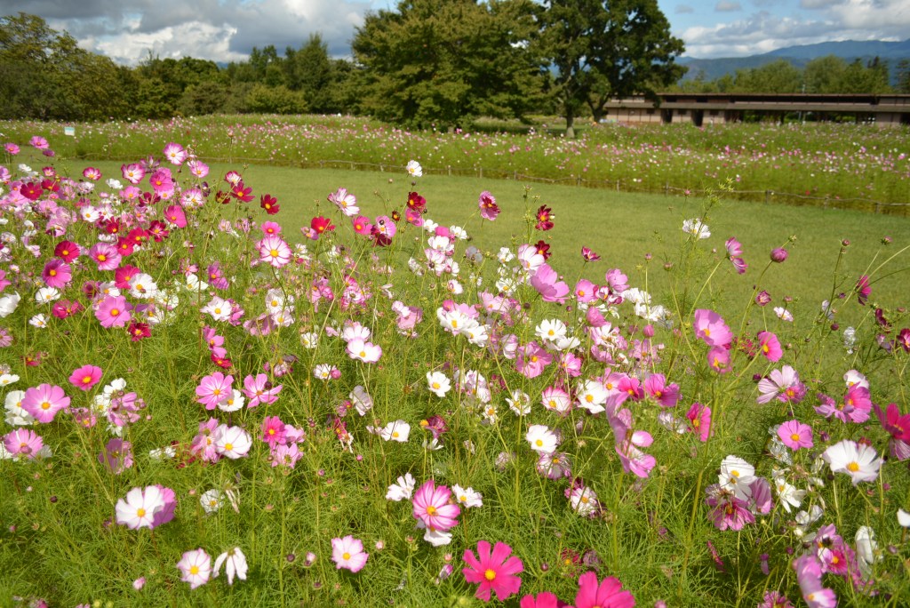 国営アルプスあづみの公園 堀金 穂高地区 Ar Twitter 里山文化ゾーンのキバナコスモスは今日で終了しましたが 続いて 田園文化ゾーンのコスモス11品種万本が見頃を迎えます 段々原っぱの花壇は コスモスが色あざやかに咲き 秋らしい風景が広がっています