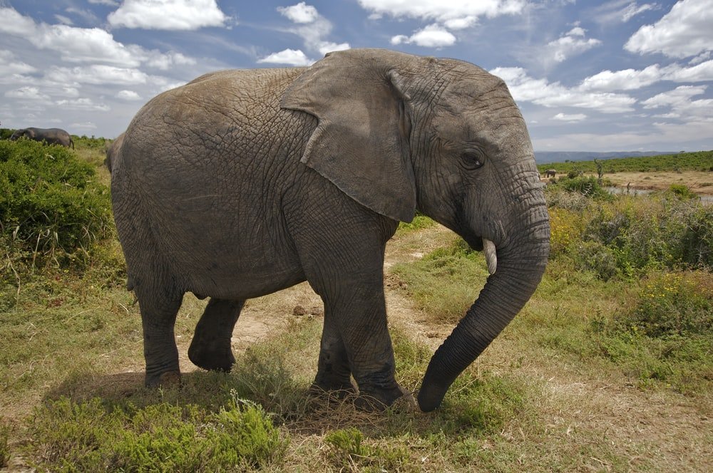 edenralden's tweet photo. Hispanic Heritage Month
#Animal (animal) ¿Cuál es tu animal favorito? (What is your favorite animal?) elefante, gato, ardilla listada
#edenralden #stsdhhm #YourSalisbury https://t.co/l9XTdpy0wf