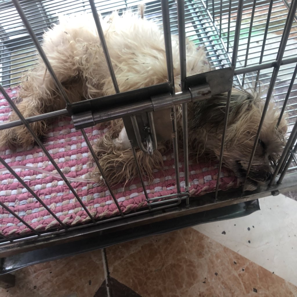 dapper_dug's tweet photo. What tough week for me and my fur baby Charlie... I thought she wouldn’t make it... Vet cannot rule out if it’s bacterial infection or ingestion of something poisonous... Thank you LORD  Charlie made it and was discharged from the clinic. https://t.co/8Sa8dqXbWN