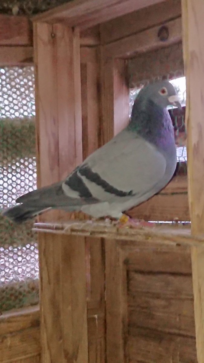 Victor Vansalen Masters Of Breeding Racing レース鳩 鳩レース レースピジョン 日本鳩レース協会 愛鳩の友 ベルギー Racing Pigeon Esupport Vn