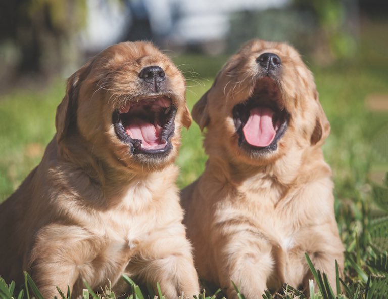 day 49 of nhlers as puppies: back to 1988 