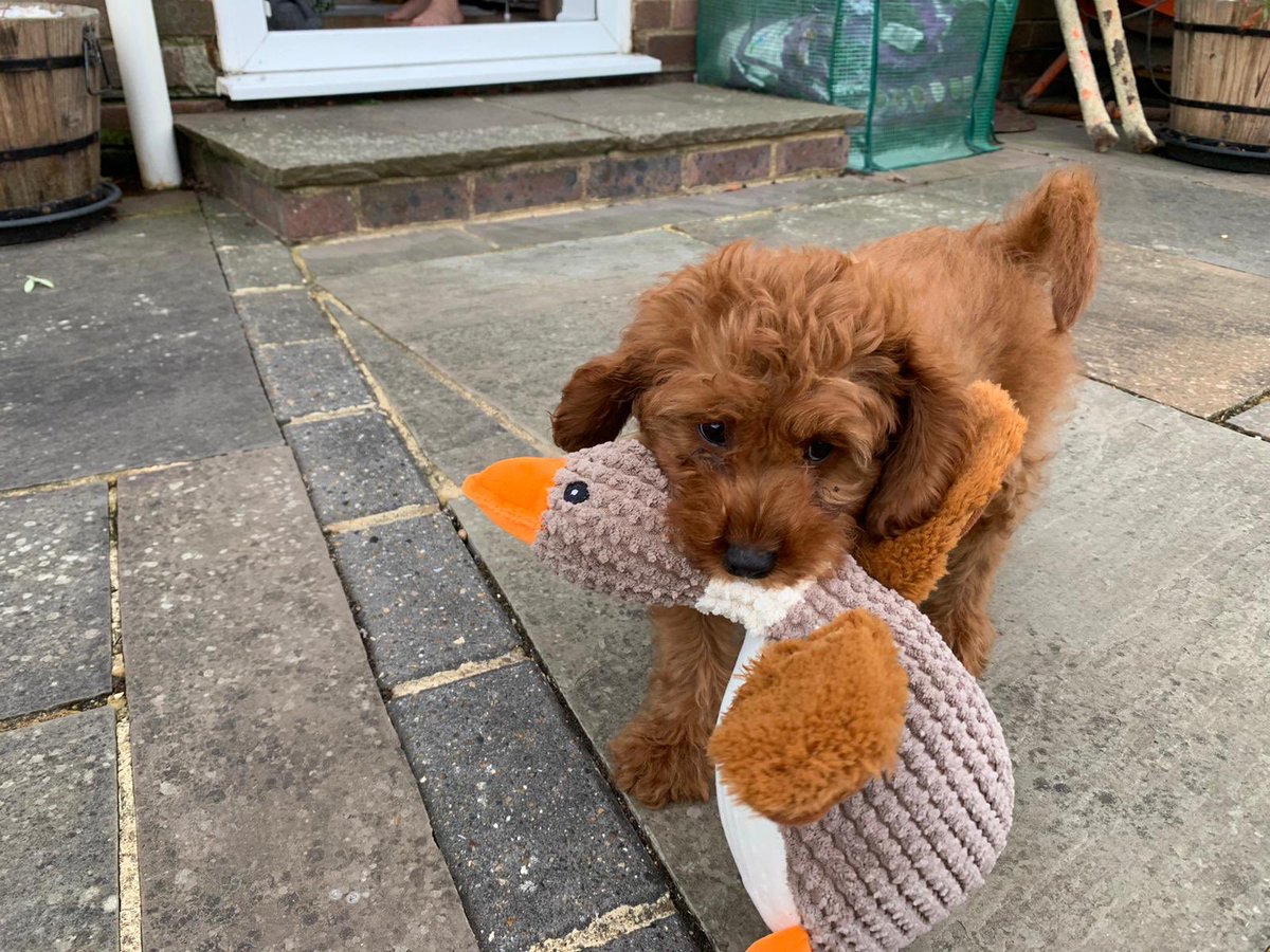 meggie270's tweet photo. This lil pup is definitely making things better, little troublemaker always making me smile. So grateful for you Lilo 😍 https://t.co/1Skq8b6UIt