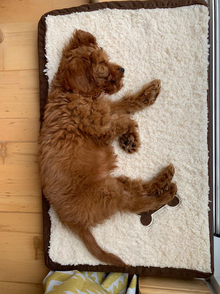 meggie270's tweet photo. This lil pup is definitely making things better, little troublemaker always making me smile. So grateful for you Lilo 😍 https://t.co/1Skq8b6UIt