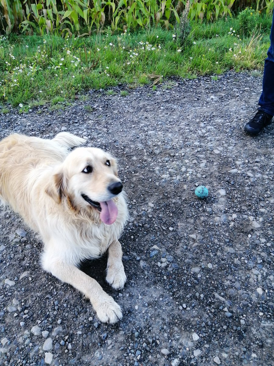 WilfandErnie's tweet image. AHEM *coughs loudly* stop with the chitter chatter Dad, and throw the blimmin' ball 🙄😂 #SundayMorning #notsubtle #dogsoftwitter #GoldenRetriever