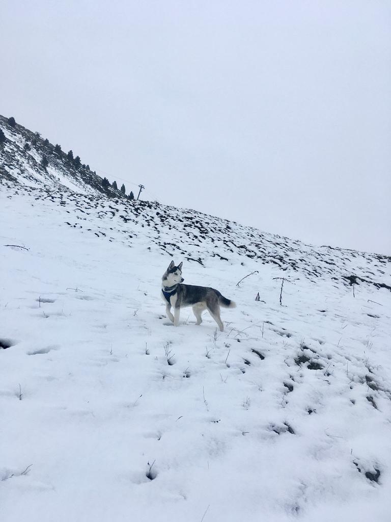 Algunos que tienen suerte y se han mudado a los Pirineos ya están disfrutando de las primeras nieves del año.
🐺✌🏻❄️🏔️
#envidiasana
#queremosnieve
#adoptafelicidad 
#nordicosfelices