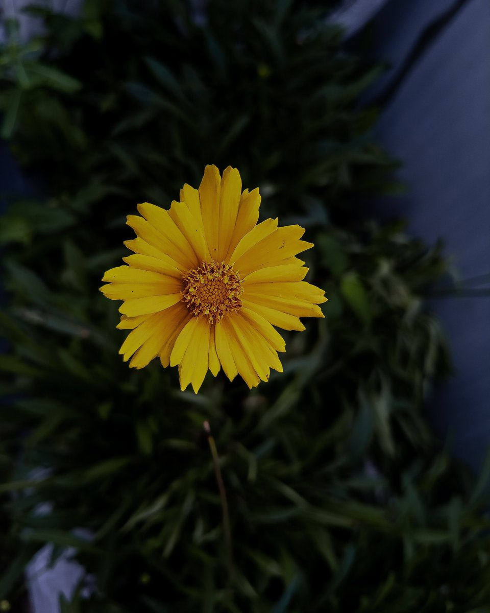 Margiftasia's tweet photo. 📱: Tecno Camon 15

#shotoncamon #camonceo 
#natureshots #naturelovers #naturephotos
#instantnature #EarthCapture #natureinspired
#nature_brilliance 
#natureisbeautiful #Breakinglimits

https://t.co/KsB0P9KAM1 https://t.co/Fx5dN1XyJ6