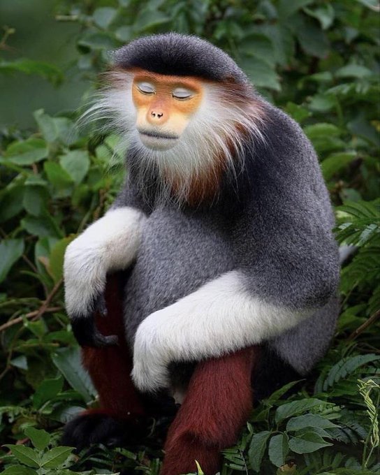 A Red-Shanked Douc Langur meditates in the forest. All is well.