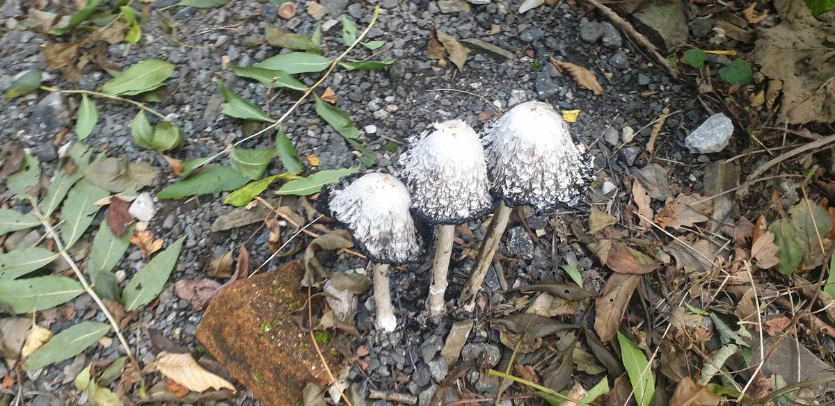 For The Love Of Caravans tweet media