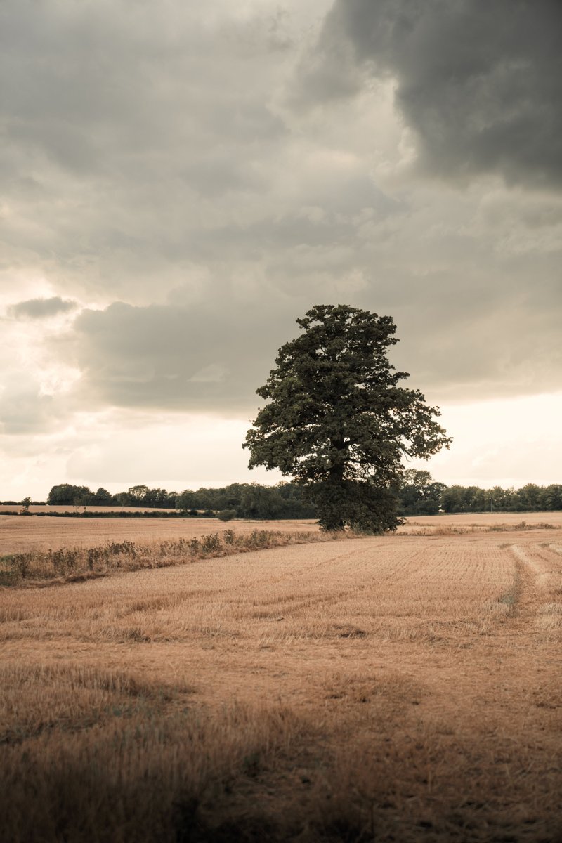 🌳 

#escape #recharge #unplug #cabin #unplugged #startup #meditation #digitaldetox #tuneout #relax