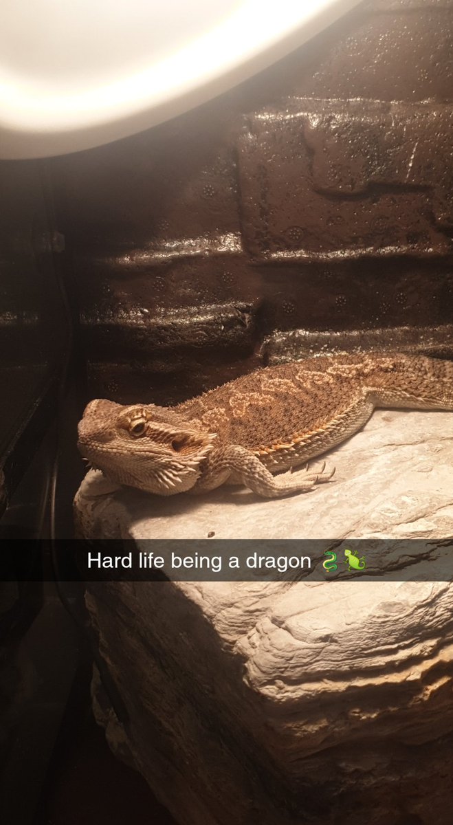 LukeReptiles's tweet photo. It's a hard life sitting under the warm light all day long 🐉🦎 #reptile #beardeddragon #dragon #australianwildlife #wildlife #Australia https://t.co/4OlWjwxixe