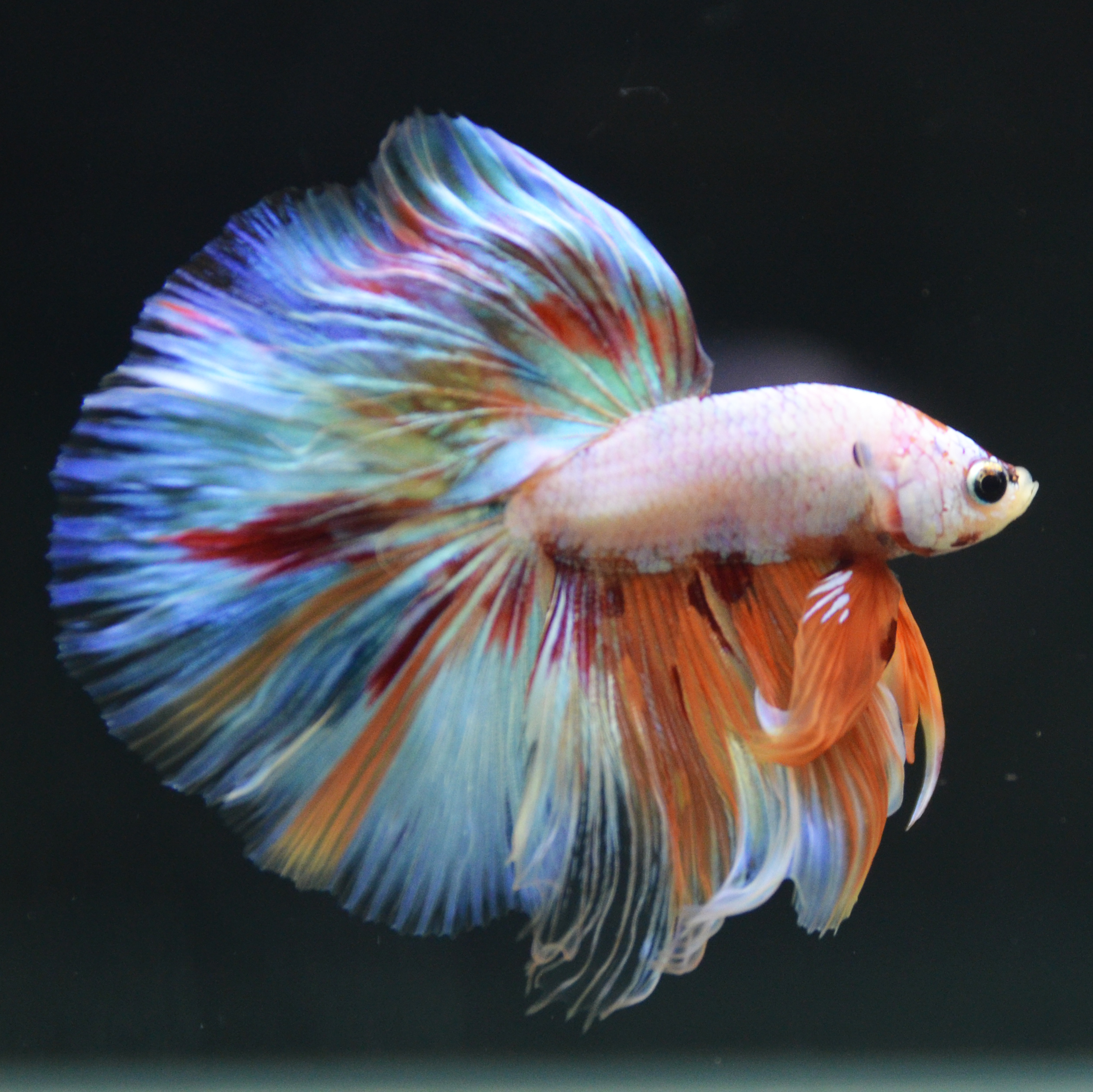 よこはま金魚 本店 白を基調としたカラーリングと柔らかい尾鰭が上品なハーフムーン キャンディレインボー よこはま金魚 ベタ Betta 横浜 アクアリウム 熱帯魚 T Co 67zbysyymy Twitter