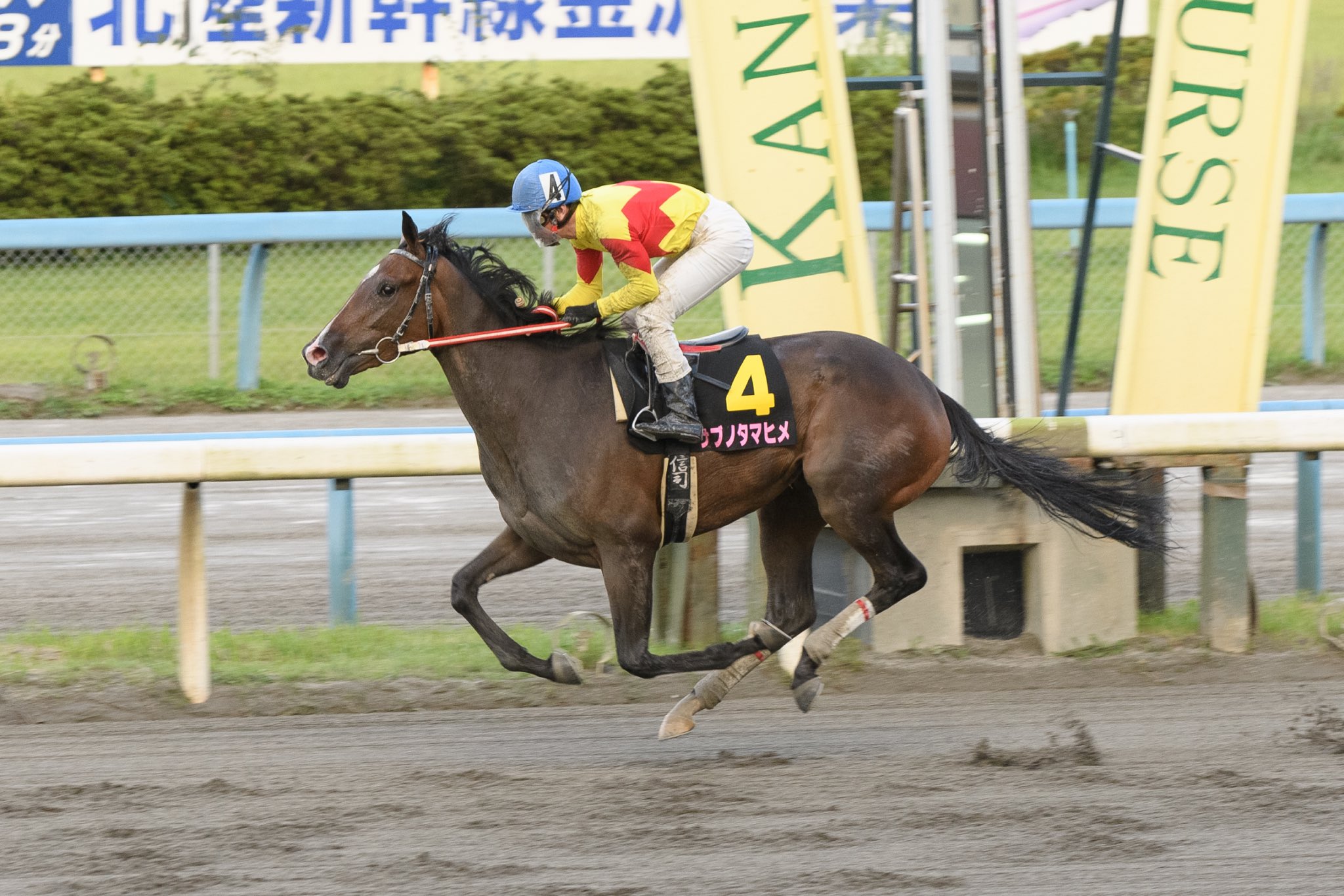 地方競馬全国協会 Nar 公式 Al Twitter 金沢プリンセスcは無敗馬の勝利 本日27日に行われた重賞 金沢プリンセスcは デビューから4連勝中のサブノタマヒメが4コーナーで先頭に立って勝利 畑中信司騎手は どこからでも競馬ができる 馬で 走るたびに力をつけてい