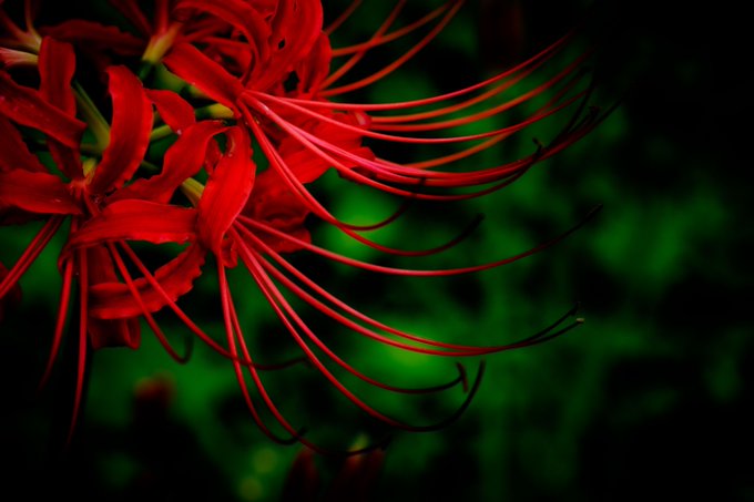 彼岸花 高画質 のtwitterイラスト検索結果 古い順 彼岸花 高画質 のtwitterイラスト検索結果 古い順