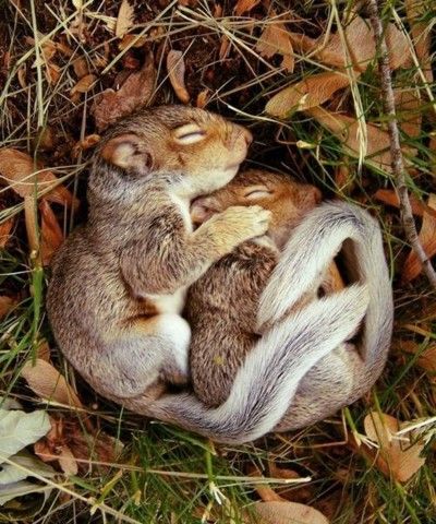 The squirrels spoon softly in the Autumn leaves. All is well.