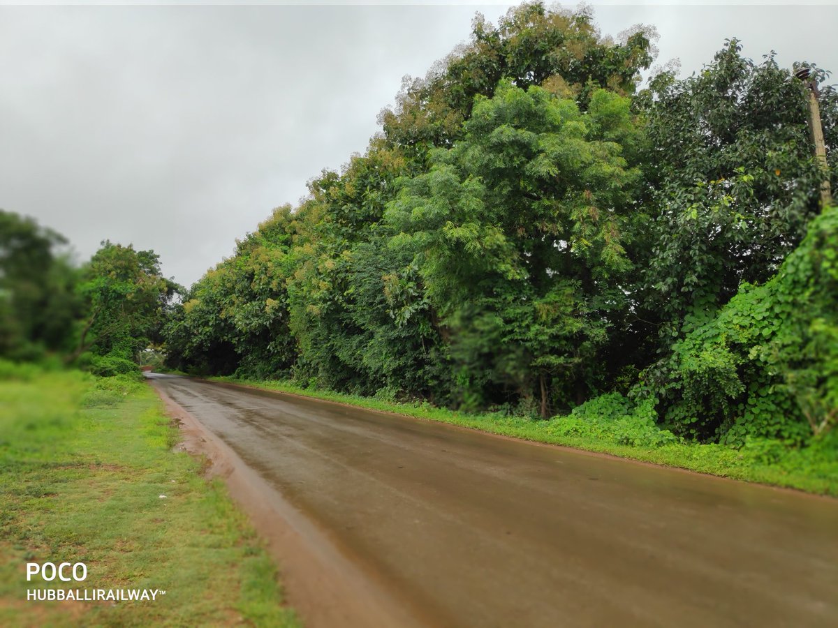 Greenery on Hubballi RoadsBengeri to Unkal (Sai Nagar) Behind Nrupatunga Betta