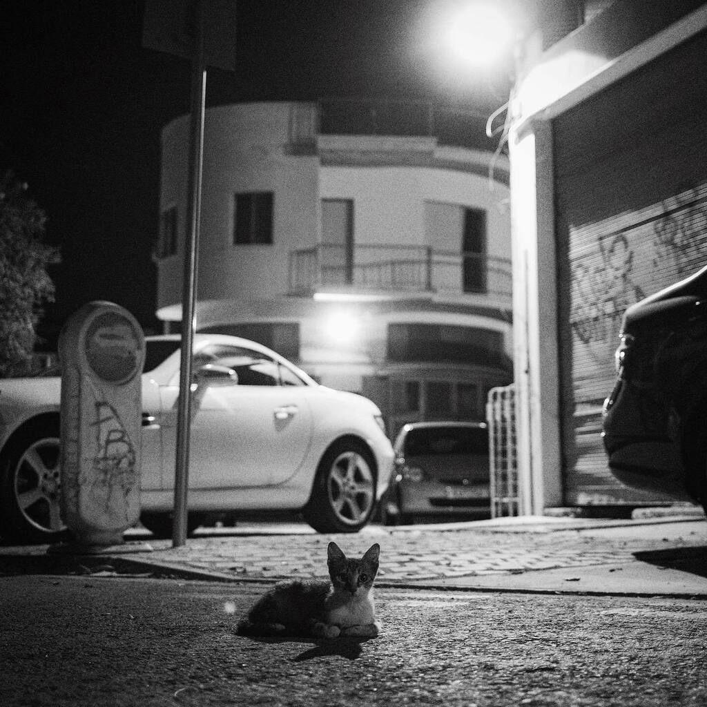 amakar's tweet photo. Watcher.
#Fuji #Fujifilm #🗻 #Monochrome #BW #BnW #BlackAndWhite #Cat #Kitten #Night #Noir #🐈 #🐱
#OldTown #OldCity #Λευκωσία #Κύπρος #Lefkoşa #Kıbrıs #Nicosia #Cyprus #🇨🇾
#Everyday #EverydayCyprus #EverydayEasternEurope #EverydaySouthernEurope #Everyd… https://t.co/7295ZZzuzX https://t.co/Cz7ELiCYjD