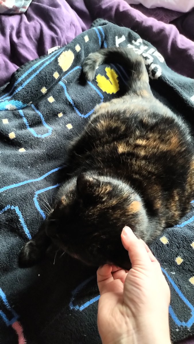 AuronKitty's tweet photo. Daddy staff got the duvet out. Feels great under my paws. https://t.co/uE3TtOtIsH