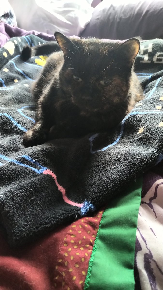 AuronKitty's tweet photo. Daddy staff got the duvet out. Feels great under my paws. https://t.co/uE3TtOtIsH