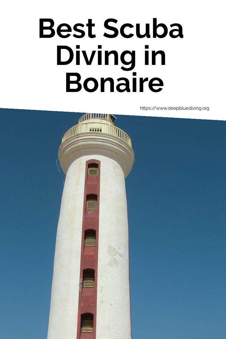 Deep_BlueDiving's tweet photo. Bonaire is a popular tourist destination, known for its water sports. The best diving in Bonaire involves exciting wildlife, calm waves, and beautiful corals. Here is everything you need to know about it. https://t.co/4OwzzC87rK #scuba #diving #bonaire https://t.co/nSq38FD22X