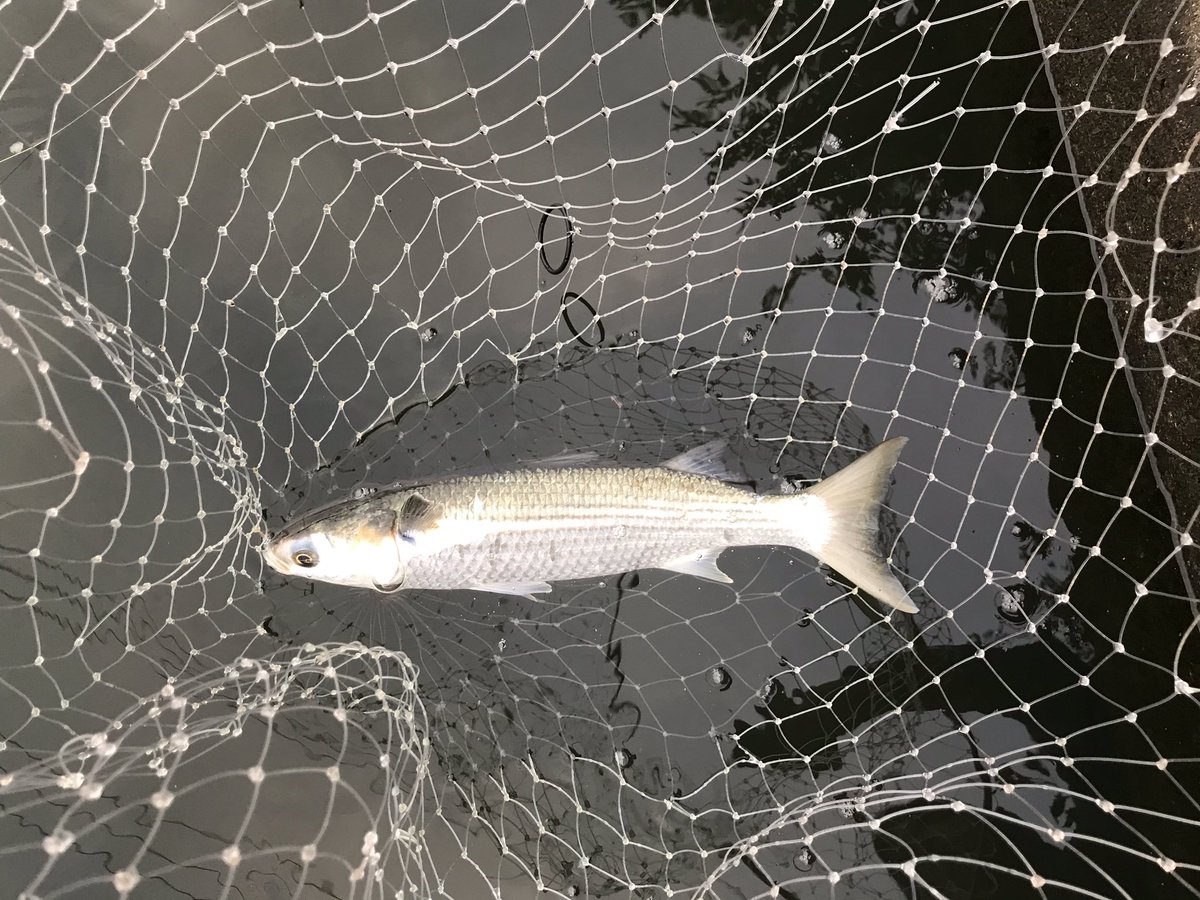 Luretist 足元でシーバスとライギョが横切ったけど他はボラとイナッコだらけでノーフィッシュ 3釣行連続ボウズなのは秘密です ルアーフィッシング シーバス ボラ イナッコ ボウズ ベイトタックル 秋のボラ祭り