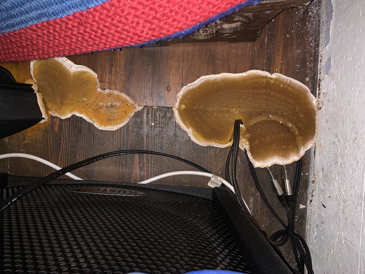 So a site survey yesterday and think I found the perfect image indicating the need for regular maintenance visits 😂

Fungal spores encrusting the analogue audio cables!  Nice! 😳😆 #maintenance #equipment #cleaning #audiovisual #audiovisualsolutions #avtweeps #av