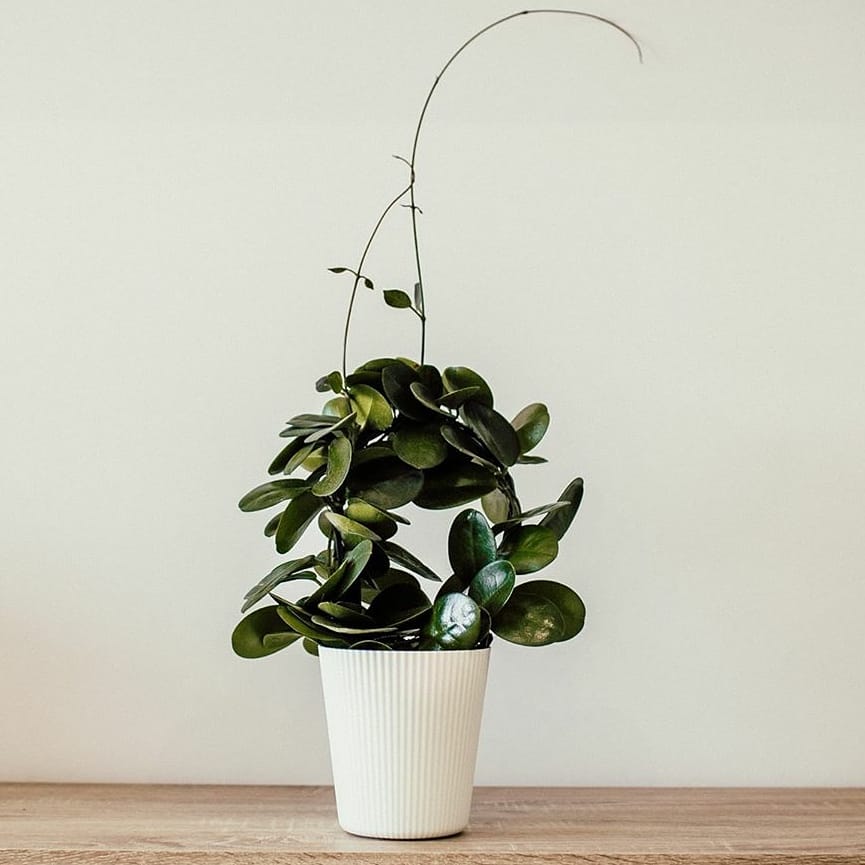 #plants #plantstrong #plantsmakepeoplehappy #plants #plantsplantsplants #plantsofinstagram #gardeninghome92 #follow4followback #followｍe #follow4like #followers #followfollow #following #followforfollowback #follower  #leaves🍁 #homedecor #fbf
bit.ly/3lmQmGD