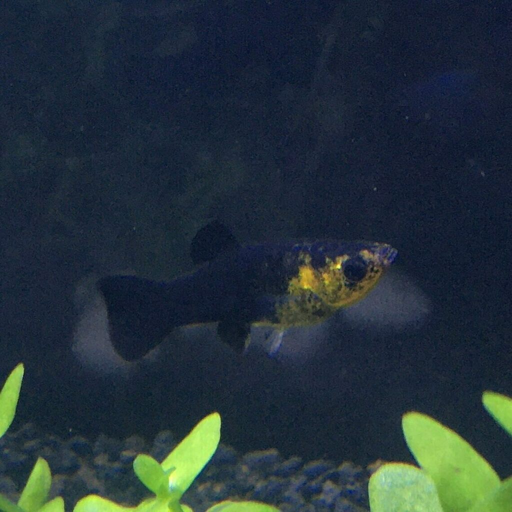 ゴールデンブラックライヤーテールモーリー Twitter Search Twitter