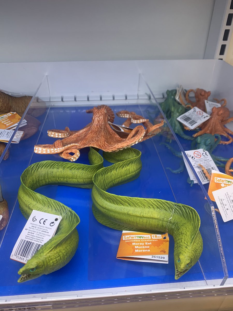 roxanne0418's tweet photo. 双子（？）のウツボと、売店で見つけたリアルオクタヴィネル https://t.co/VdwgpztblM