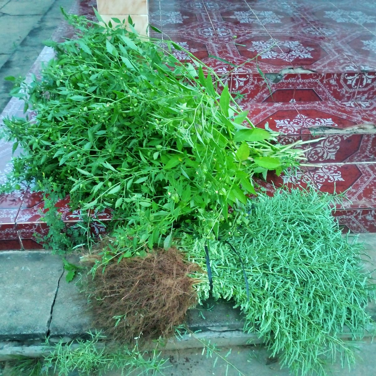 Pulling more medical herb out of the land for donations to the sick.